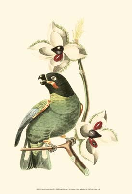 Cuvier Exotic Birds III