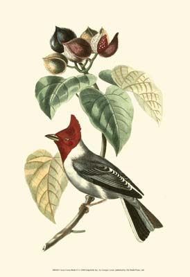 Cuvier Exotic Birds VI