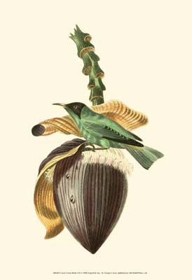 Cuvier Exotic Birds VIII