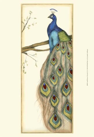 Small Rebecca's Peacock II (P)