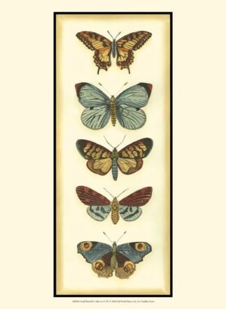 Small Butterfly Collector VI (P)