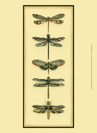 Small Dragonfly Collector II (P)