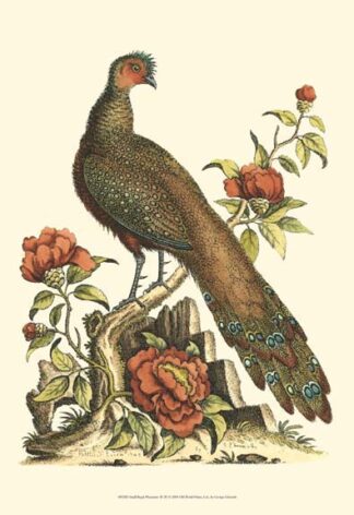 Small Regal Pheasants III (P)