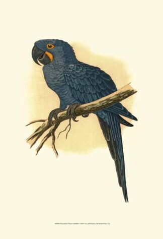 Hyacinthine Macaw