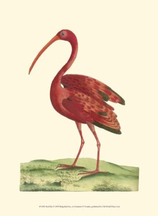 Red Ibis