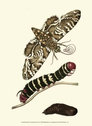 Butterfly Transformation III