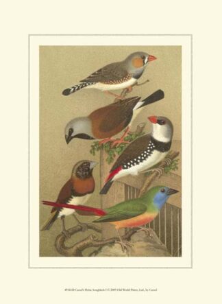 Cassel's Petite Songbirds I