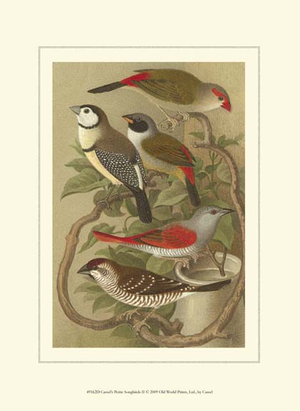 Cassel's Petite Songbirds II