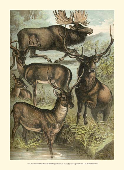Johnson's Deer & Elk
