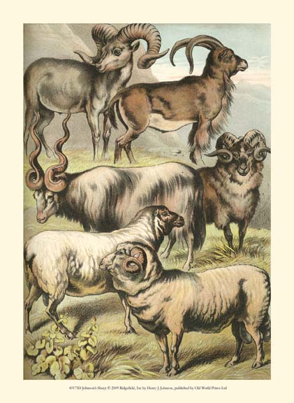 Johnson's Sheep