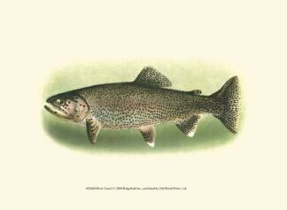 River Trout I