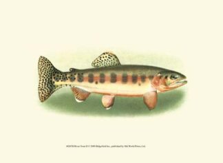 River Trout II