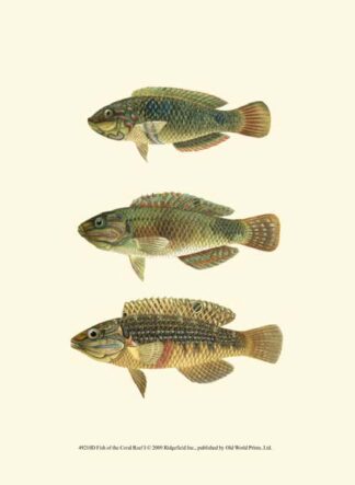 Fish of the Coral Reef I