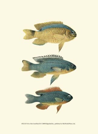 Fish of the Coral Reef II