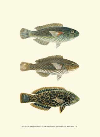 Fish of the Coral Reef IV