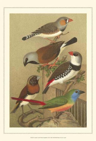 Cstm Cassel's Pet. Songbirds I