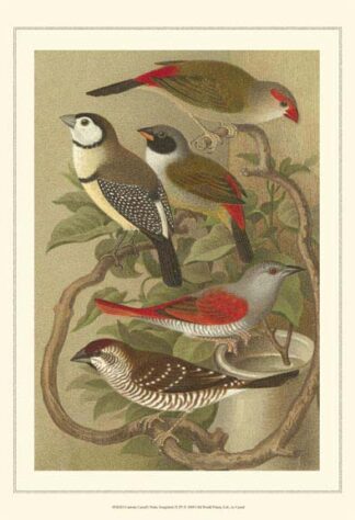 Cstm Cassel's Pet. Songbirds II