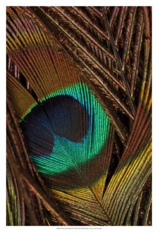 Peacock Feathers II