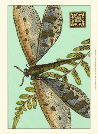 Dragonfly on Aqua III