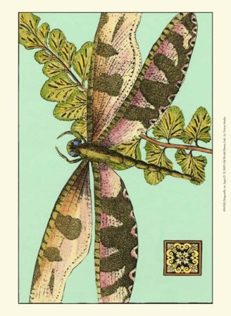 Dragonfly on Aqua IV