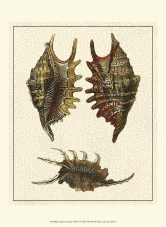 Crackled Antique Shells V