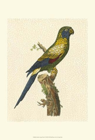 Crackled Antique Parrot I