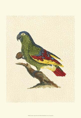 Crackled Antique Parrot II