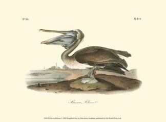Brown Pelican