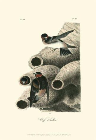Cliff Swallow