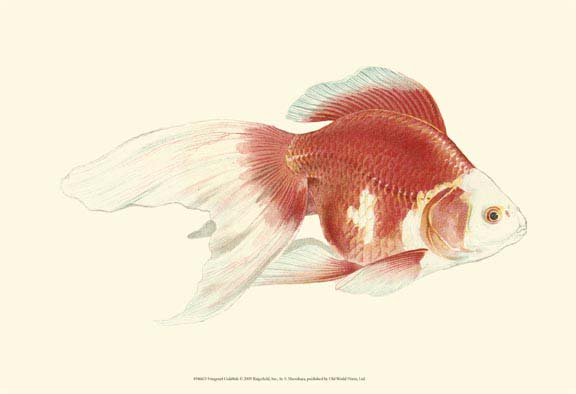 Fringetail Goldfish