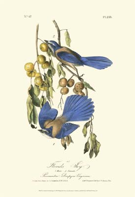 Audubon Florida Jays