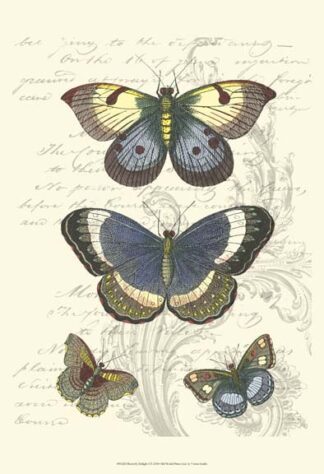 Butterfly Delight I