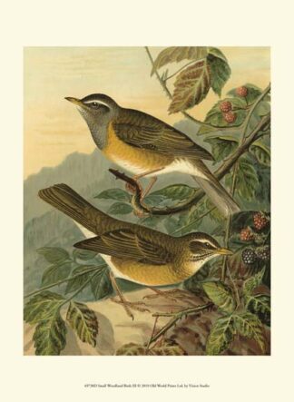 Small Woodland Birds III