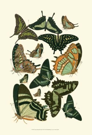 Green Butterfly Study