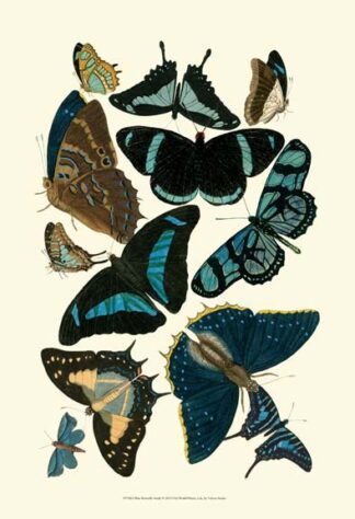 Blue Butterfly Study