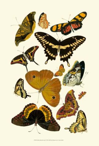 Yellow Butterfly Study