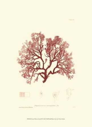 Nature Print in Coral II