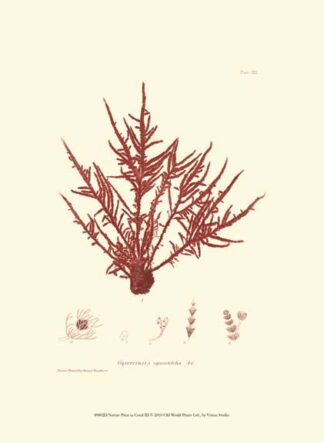 Nature Print in Coral III