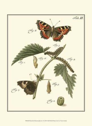 Butterfly Metamorphosis I