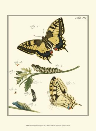 Butterfly Metamorphosis III