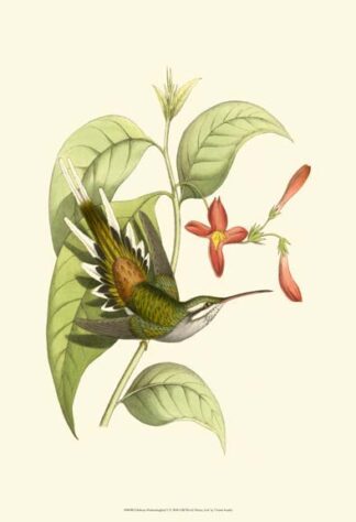 Delicate Hummingbird I