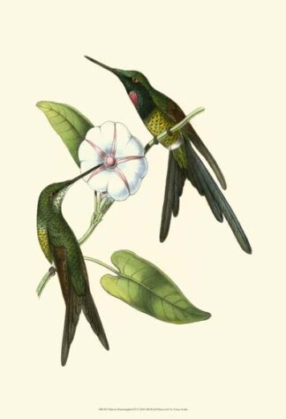 Delicate Hummingbird III