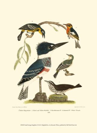 Small Antique Kingfisher I