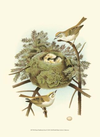 Prairie Warbler & Nest