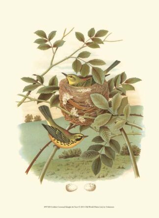 Golden Crowned Kinglet & Nest