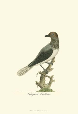 Variegated Chatterer