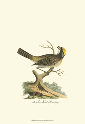 Black-Crowned Bunting