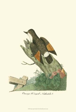 Orange-Winged Nuthatch