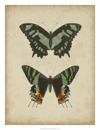 Antique Butterfly Pair II