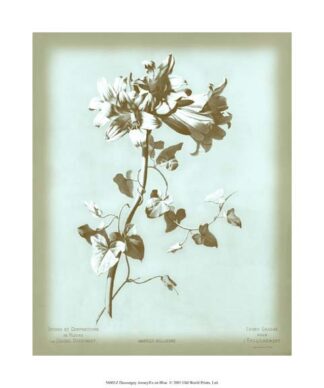 Dussurgey Amaryllis on Blue